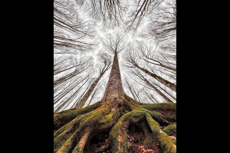 Li R’vindje di l’Åbe (La revanche de l’arbre)